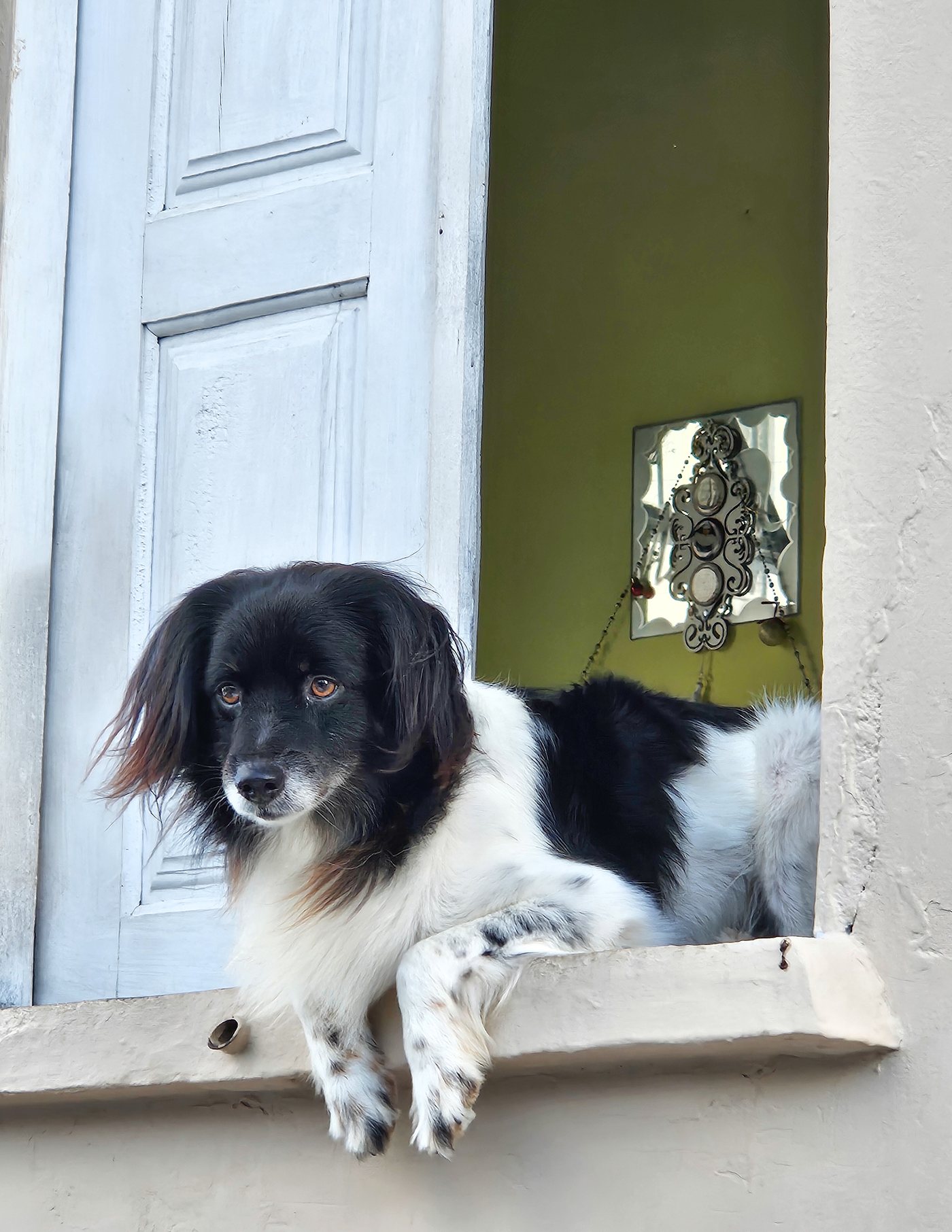 Fotografia de Paulo Ricardo Santos: um cachorro preto e branco deitado no parapeito de uma janela aberta, olhando para fora